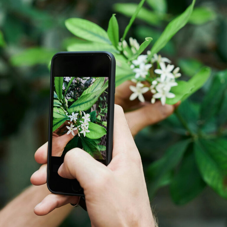 Apps para identificar plantas con el movil