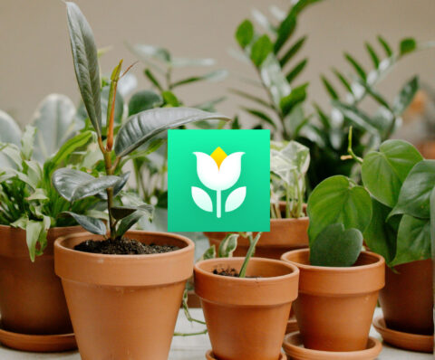 App Plant Parent en español