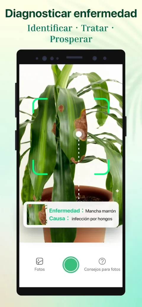 Captura de identificación de enfermedades