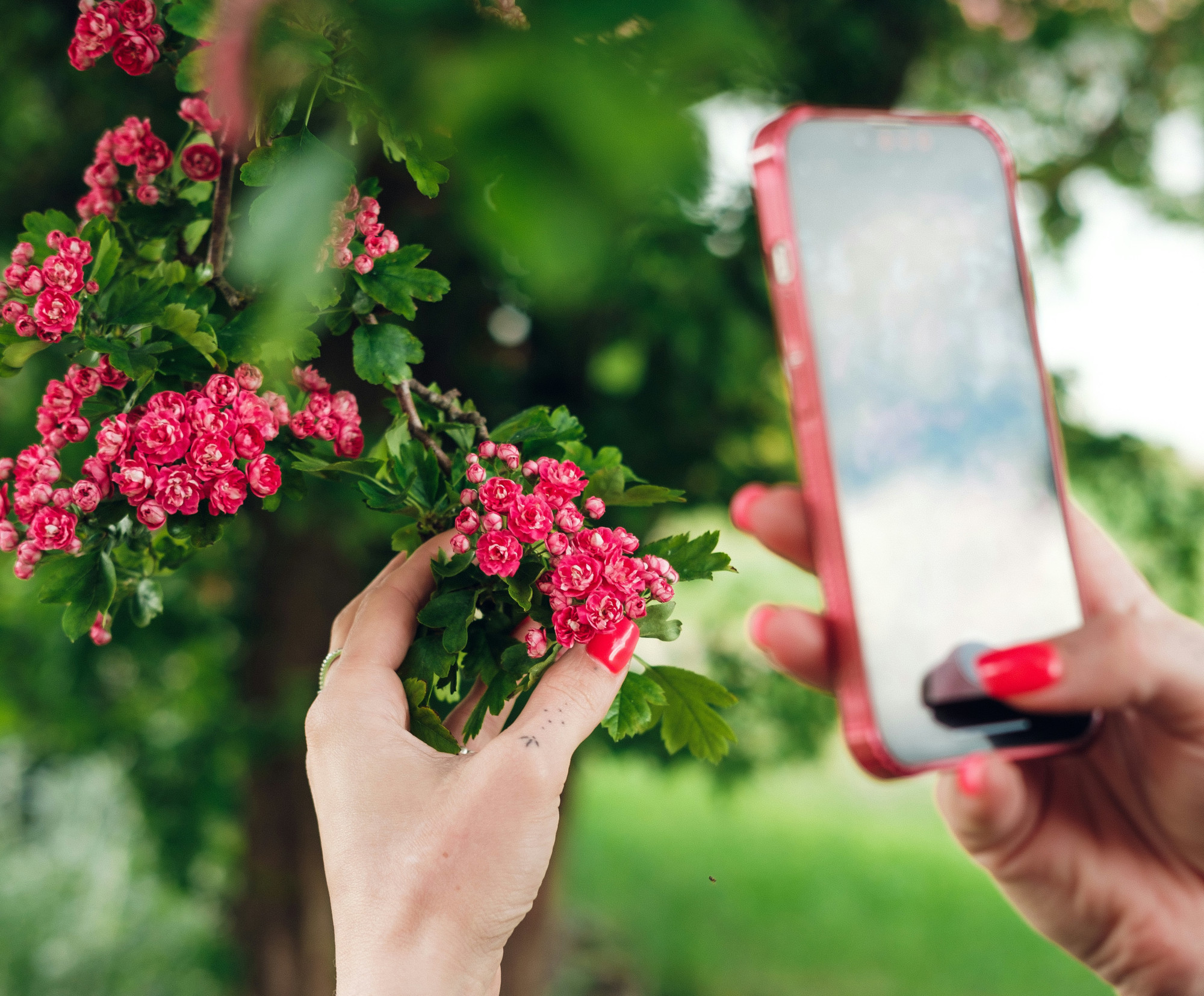 Identify plants from photos with your mobile phone
